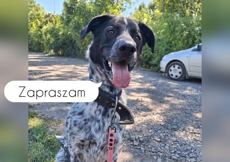 Dzień Otwarty w Schronisku dla Bezdomnych Zwierząt w Opolu